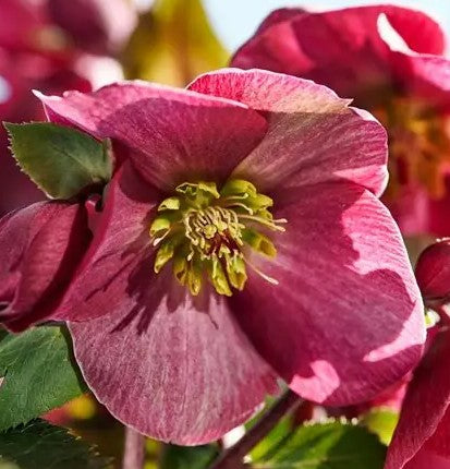 Hellebores EIGHT plants from the Viv Collection.  Lovely garden starter package.