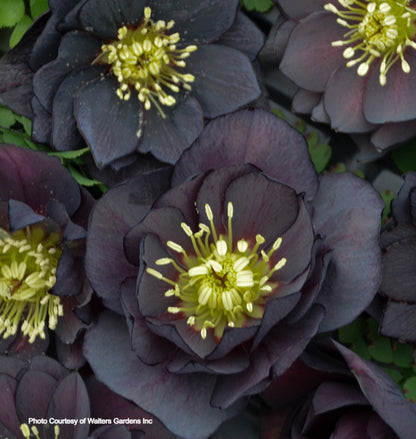 Blushing Bridesmaid, Dark and Handsome, Mother of the Bride,
