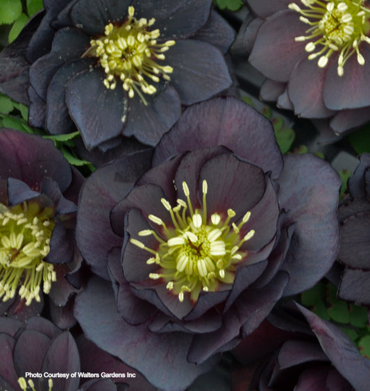 Helleborus 'DARK AND HANDSOME' - Wedding Party® Series, Spring Blooming