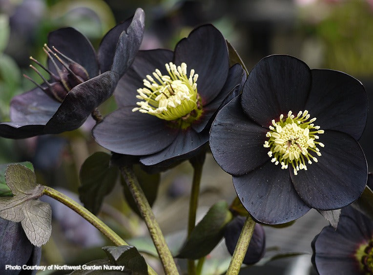 Helleborus 'BLACK DIAMOND' from the Winter Jewels® series