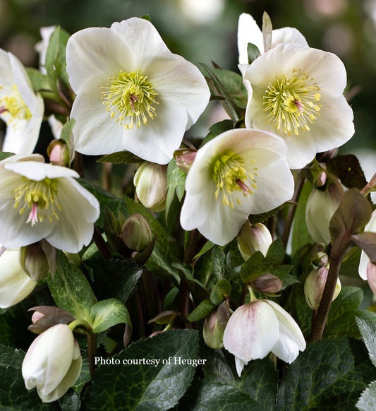 Helleborus 'MIA MARBLE' - HGC® Ice N' Roses® Series, late winter blooming