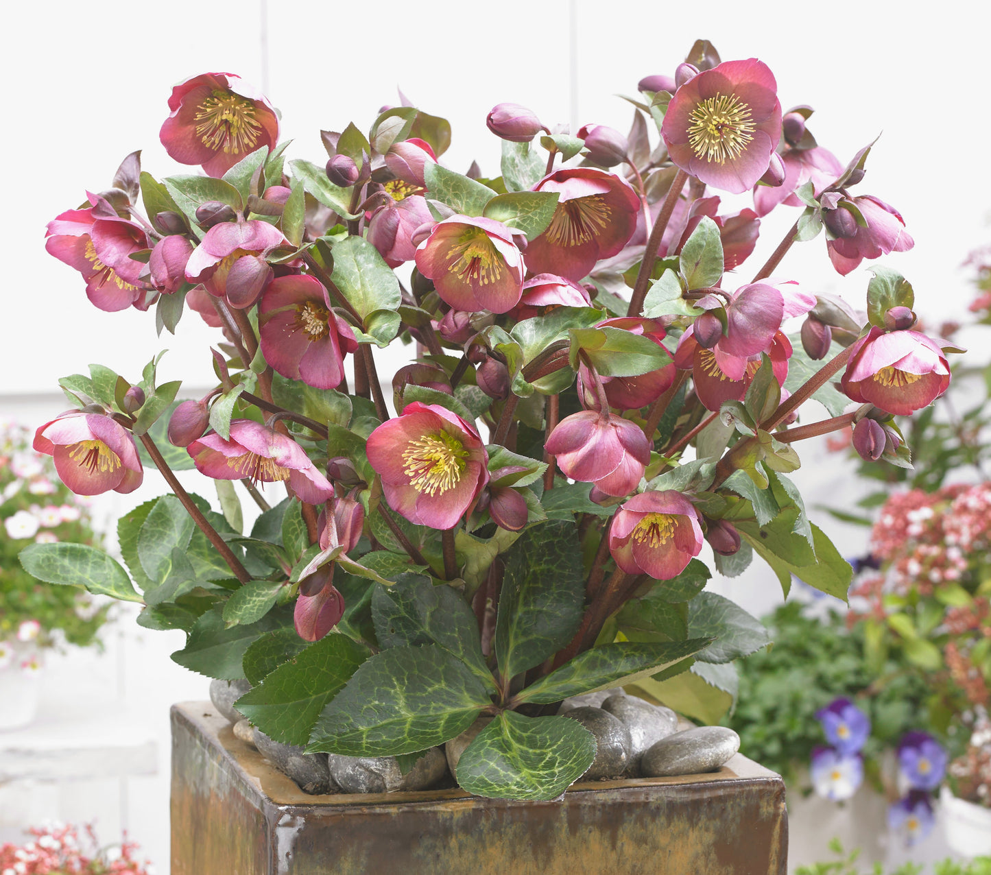 Helleborus 'PENNY'S PINK', from the FROSTKISS® series, blooms in January