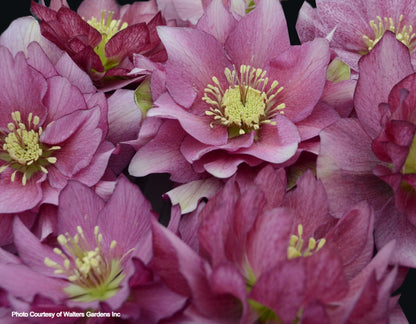 Helleborus 'MAID OF HONOR' - Wedding Party® Series, Spring Blooming