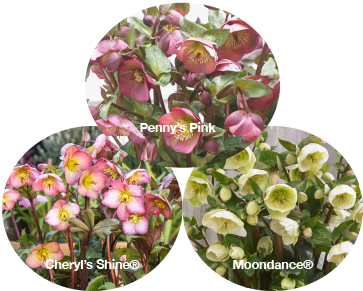 Three FROSTKISS® Series Hellebores - Cheryl's Shine®, Moondance®, Penny's Pink