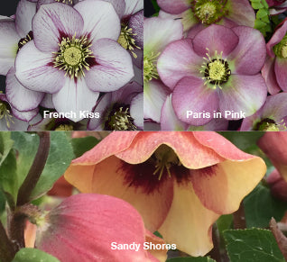 Three Hellebores - French Kiss, Paris in Pink, and Sandy Shores