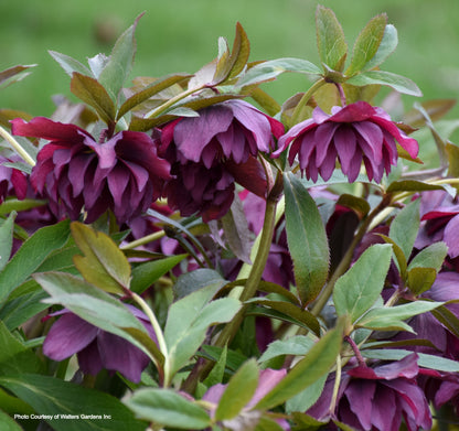 Helleborus 'TRUE LOVE' - Wedding Party® Series, Spring Blooming