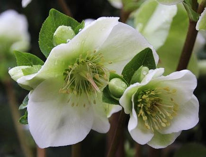 Helleborus 'MOLLY'S WHITE', from the FROSTKISS® Series, blooms in January