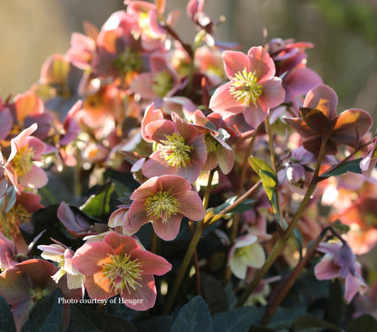 Three Hellebores - Merlin, Nightingale, and Red