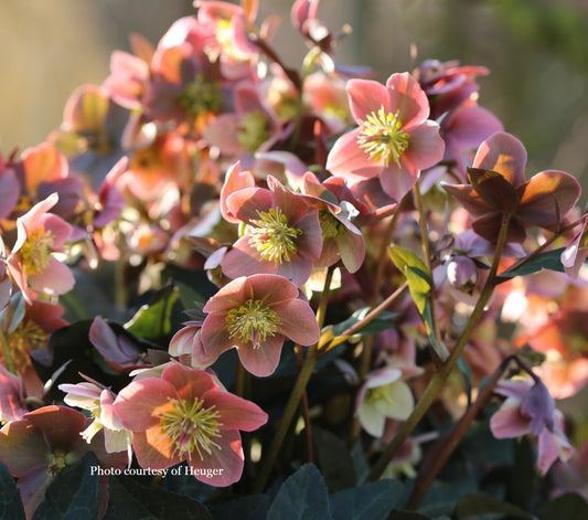 Helleborus 'MERLIN' - HGC® Series, Blooms start in February