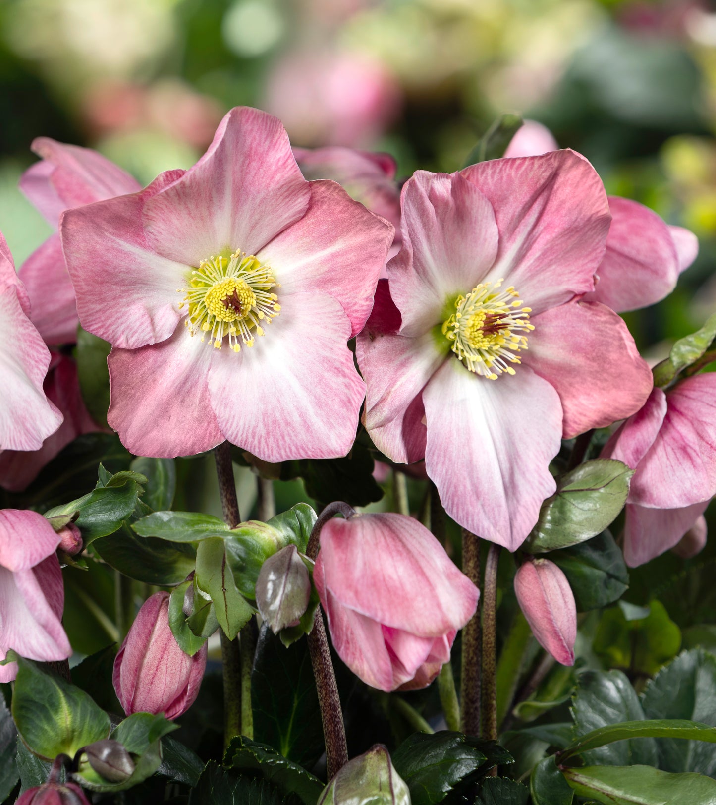 Three HGC® Ice N' Roses® Hellebores - Brunello, Katie, and Mary Marble