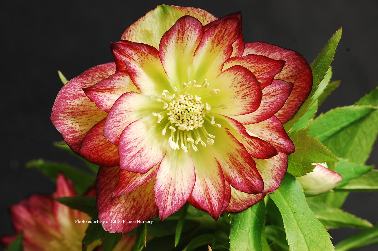 Helleborus 'SUN FLARE' from the WINTER JEWELS® series, Spring Blooming