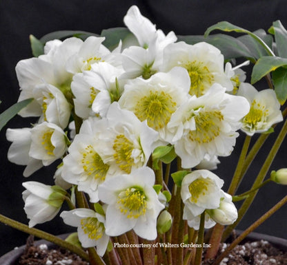 Helleborus niger 'SNOWBELLS, Winter Blooming Perennial