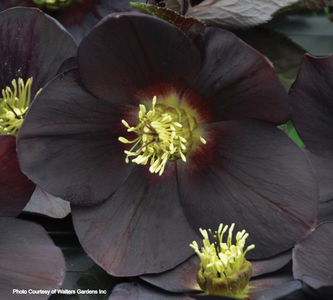 Three Hellebores - Swiss Alps, Paris in Pink and New York Night