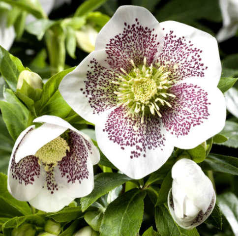 Helleborus 'CONNY' from the HGC® Spring Promise® series, Spring Blooming