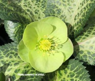 Helleborus 'ILLUMI LIME', from the FROSTKISS® series, January blooms