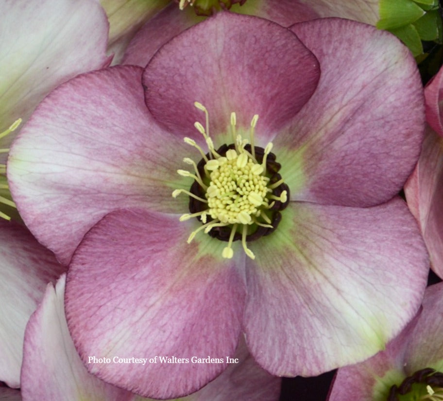Three Hellebores - French Kiss, Paris in Pink, and Sandy Shores