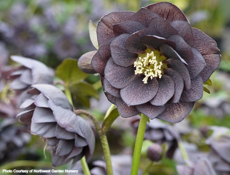 Helleborus 'DOUBLE SLATE' from the Winter Jewels® series, Spring Blooming