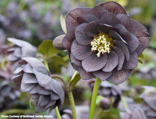 Helleborus 'DOUBLE SLATE' from the Winter Jewels® series, Spring Blooming