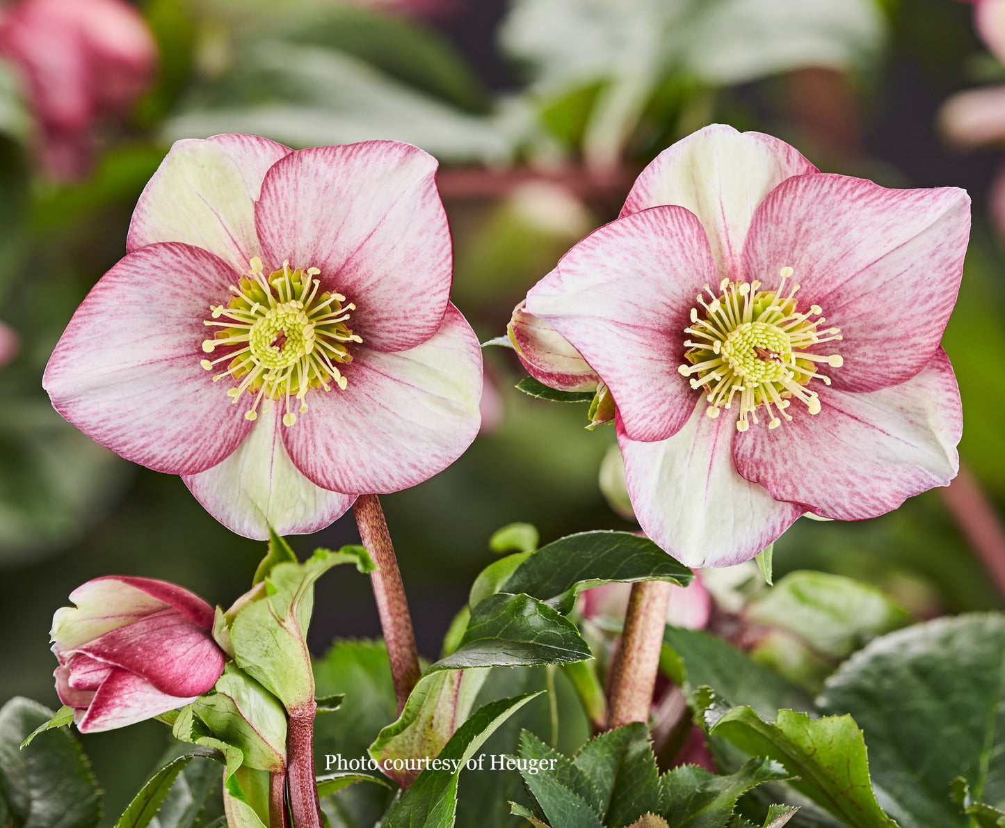 Helleborus 'CARLOTTA' from the HGC® ICE N' ROSES® Series, winter blooming