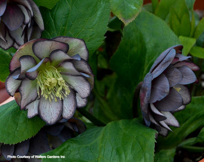 Helleborus 'BLACK TIE AFFAIR' - Wedding Party® Series, Spring Blooming