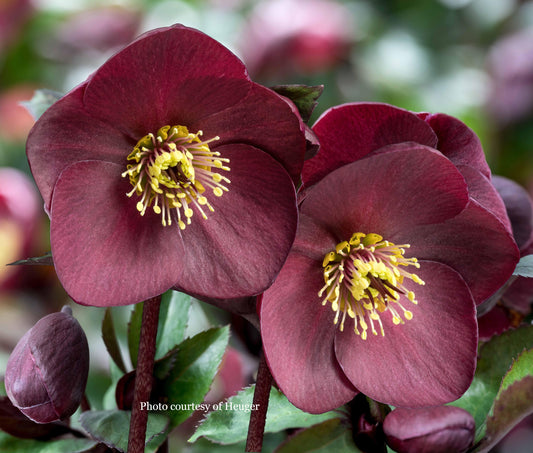 Helleborus 'BRUNELLO' - HGC® Ice N' Roses® Series, Winter Blooming