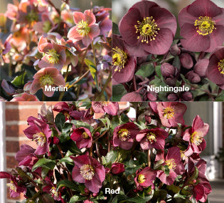 Three Hellebores - Merlin, Nightingale, and Red