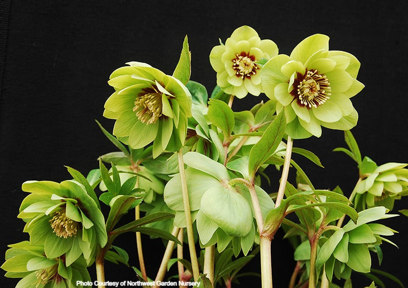 Helleborus 'JADE TIGER' from the Winter Jewels® series, Spring Blooming