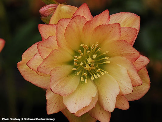 Helleborus 'AMBER GEM' from the Winter Jewels® Series, Spring Blooming