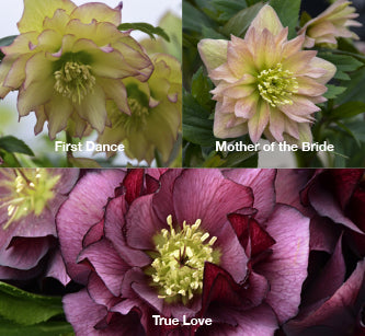 Three Hellebores - First Dance, Mother of the Bride, and True Love