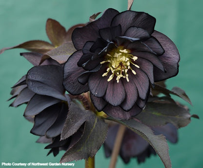 Helleborus 'ONYX ODYSSEY' from the Winter Jewels® series, Spring Blooming