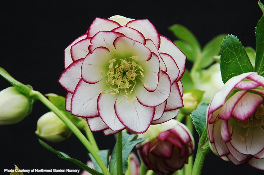 Helleborus 'FIRE AND ICE' from the Winter Jewels® series, Spring Blooming