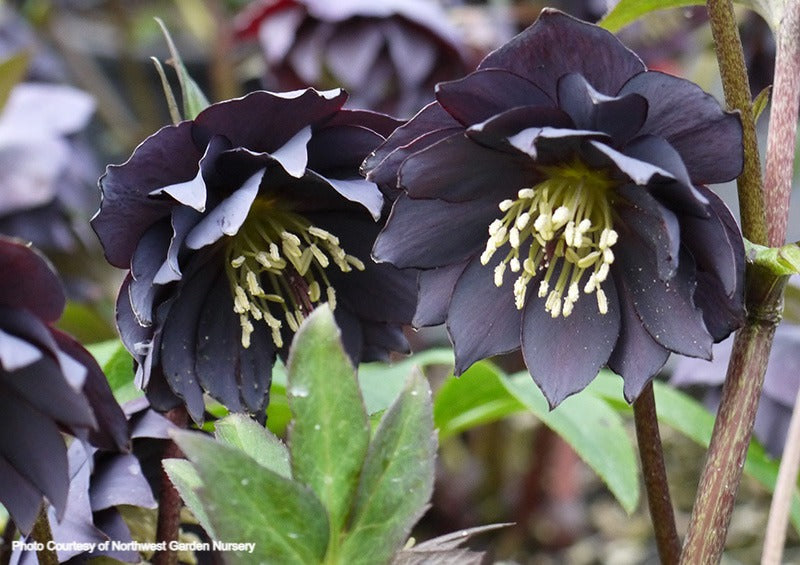 Helleborus 'DOUBLE SLATE' from the Winter Jewels® series, Spring Blooming