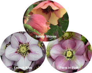 Three Hellebores - French Kiss, Paris in Pink, and Sandy Shores