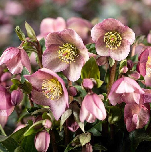 Helleborus 'Rosy' - HGC® Ice Breaker® Series, Winter Blooming