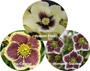 Three Hellebores - Rio Carnaval, Romantic Getaway, and Spanish Flare