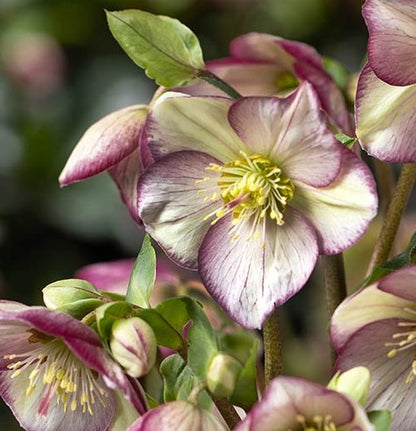 Three Helleborus Bennotta, Mia Marble, and Ice Breaker Bonny