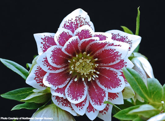 Helleborus 'DOUBLE PAINTED' from the Winter Jewels® series, Spring Blooming