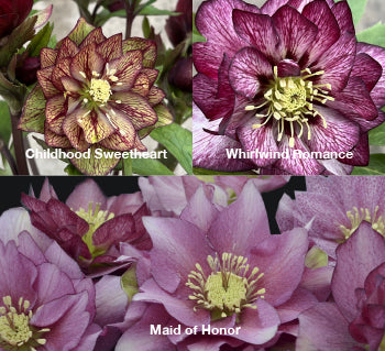 Three Hellebores - Childhood Sweetheart, Whirlwind Romance, and Maid of Honor