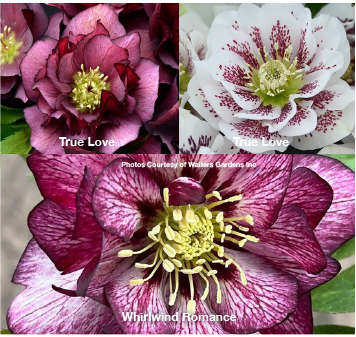 Three Hellebores - True Love, Confetti Cake, Whirlwind Romance