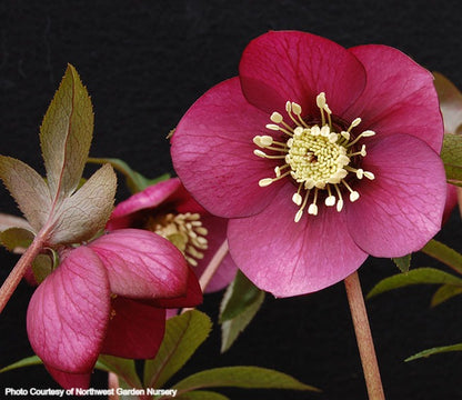 Helleborus 'RUBY WINE' from the Winter Jewels® series, Spring Blooming