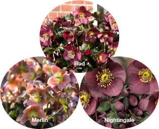 Three Hellebores - Merlin, Nightingale, and Red