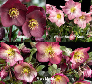 Three HGC® Ice N' Roses® Hellebores - Brunello, Katie, and Mary Marble