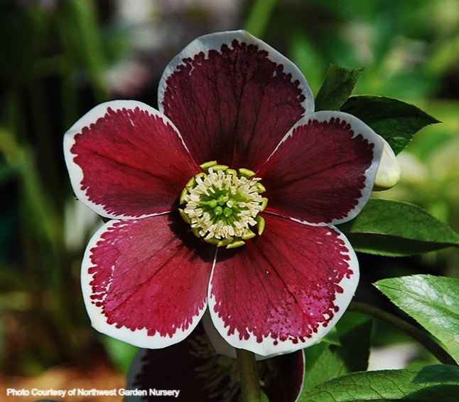 Helleborus 'PAINTED' from the Winter Jewels® series, Spring Blooming