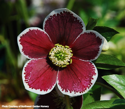 Helleborus 'PAINTED' from the Winter Jewels® series, Spring Blooming