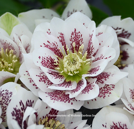 Helleborus 'CONFETTI CAKE' - Wedding Party® Series, Spring Blooming