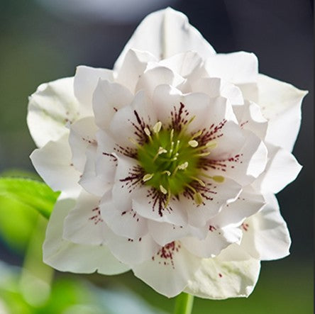 Hellebores EIGHT plants from the Viv Collection.  Lovely garden starter package.
