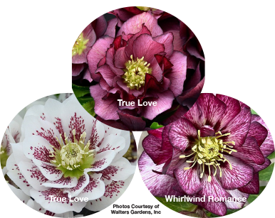 Three Hellebores - True Love, Confetti Cake, Whirlwind Romance