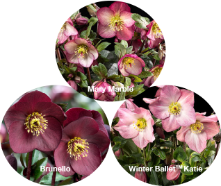 Three HGC® Ice N' Roses® Hellebores - Brunello, Katie, and Mary Marble