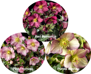 Three Ice N' Roses® Helleborus - Pink Promise, Purple Sunrise and Red Romance