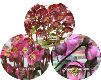 Three Frostkiss® Hellebores - Anna's Red, Pippa's Purple®, and Vibey Velvet
